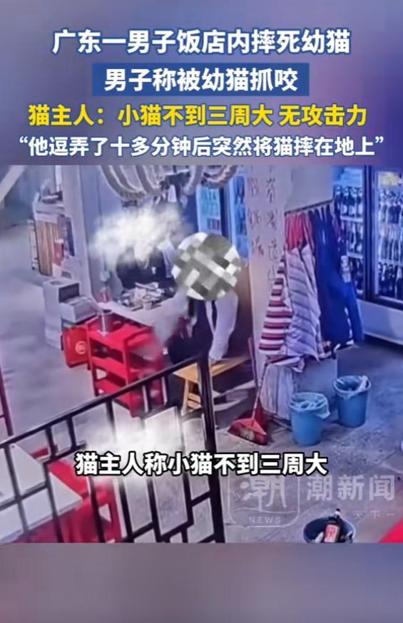 男子饭店内摔死幼猫称被幼猫抓咬 猫主人：小猫不到三周大无攻击力他逗弄了十多分钟后
